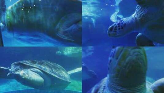 海底海龟 大海龟高清在线视频素材下载