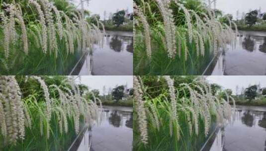 春雨下雨雨天植物唯美高清在线视频素材下载