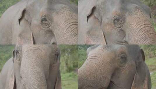 成年亚洲象吃植物的特写镜头高清在线视频素材下载