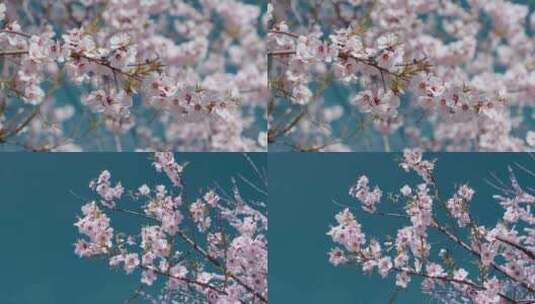 春天蓝天下粉色桃花盛开满枝头特写高清在线视频素材下载