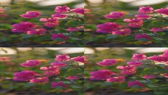 三角梅 花朵 植物 盛开高清在线视频素材下载