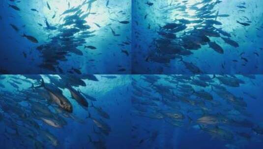 水下海洋生物鱼群_4K高清在线视频素材下载