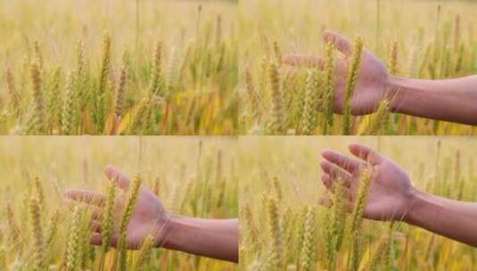 田园农民抚摸小麦高清在线视频素材下载