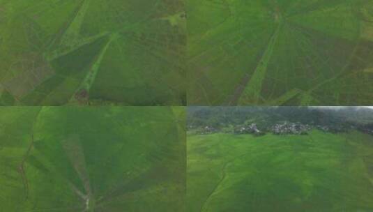 鸟瞰印度尼西亚弗洛雷斯鲁滕的稻田、蜘蛛网高清在线视频素材下载