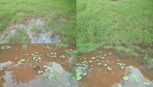 春天绿油油的草地航拍高清在线视频素材下载