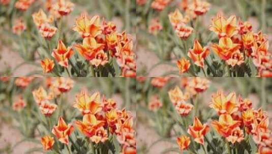 田野里橙色和红色的郁金香高清在线视频素材下载