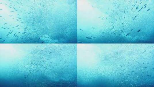 蔚蓝海底鱼群快速自由穿梭实拍高清视频素材高清在线视频素材下载
