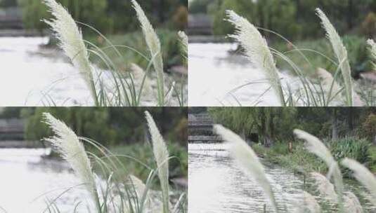 植物空境素材高清在线视频素材下载