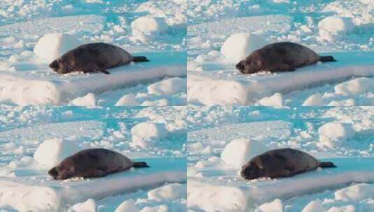 海豹趴在雪地里高清在线视频素材下载