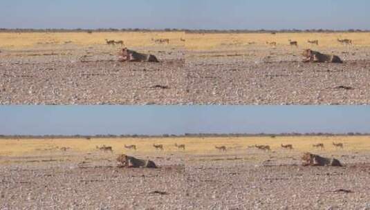 两只雌狮坐在非洲的大草原上高清在线视频素材下载