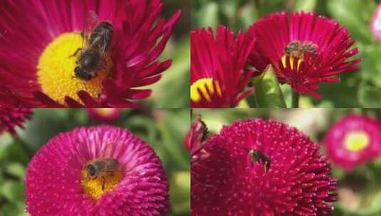 （微距）蜜蜂采蜜特写合集高清在线视频素材下载