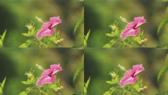 一朵粉红色花朵的特写高清在线视频素材下载
