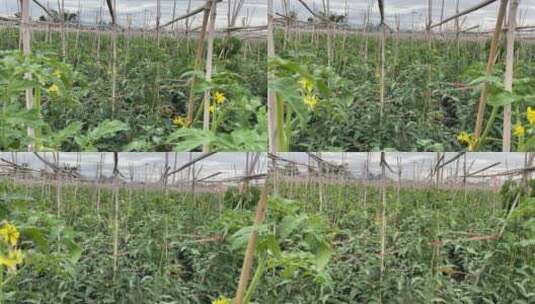 种植西红柿实拍视频高清在线视频素材下载