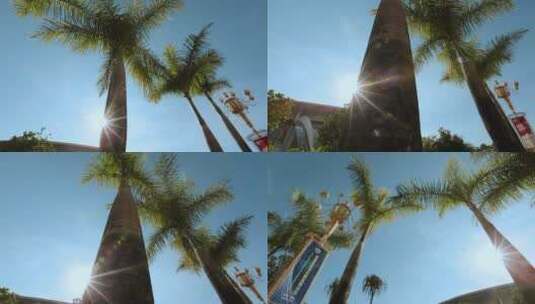 街景视频云南德宏芒市街景逆光棕榈树高清在线视频素材下载