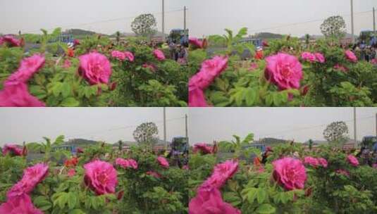 济南平阴芳蕾玫瑰种植基地高清在线视频素材下载