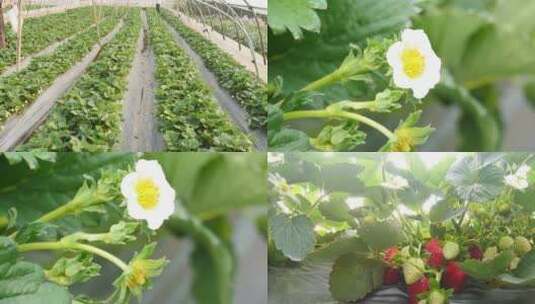 草莓大棚种植高清在线视频素材下载