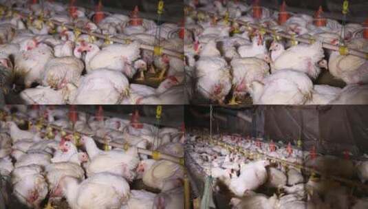 【镜头合集】白羽鸡肉鸡养殖高清在线视频素材下载
