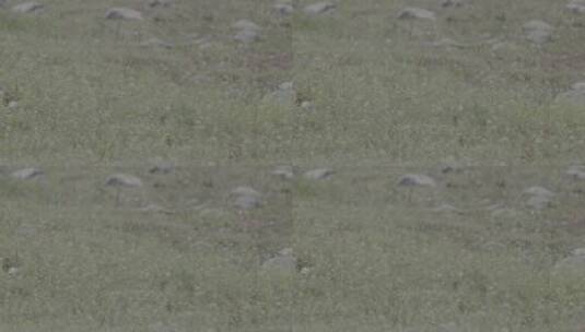 东北山区黑土地与春季的野草野花高清在线视频素材下载