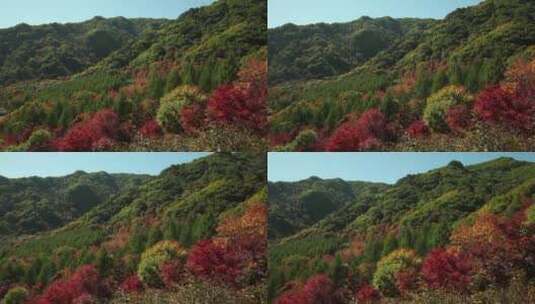 秋季景色高清在线视频素材下载