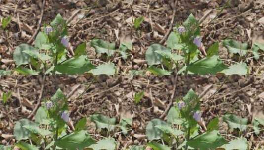 风中摇摆的紫色野花踏春春季高清在线视频素材下载