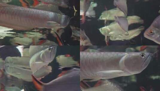 【镜头合集】银龙鱼鱼鳞金龙鱼鱼缸高清在线视频素材下载
