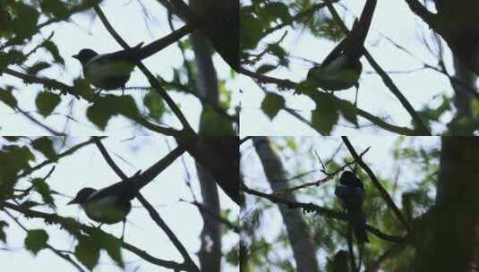 树枝上的喜鹊 鸣叫的鸟儿高清在线视频素材下载
