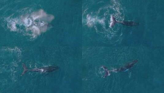 大海中的鲸鱼高清在线视频素材下载