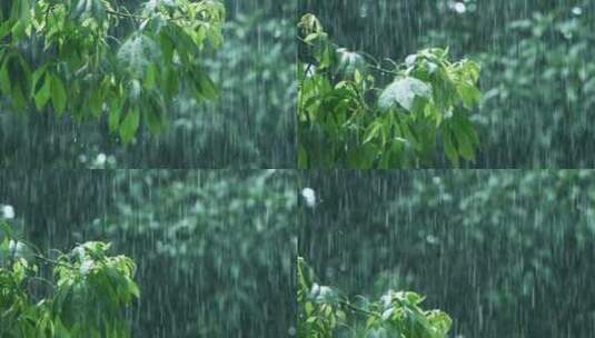 暴雨如注的夏天树叶，雨滴滴落慢镜头视频高清在线视频素材下载