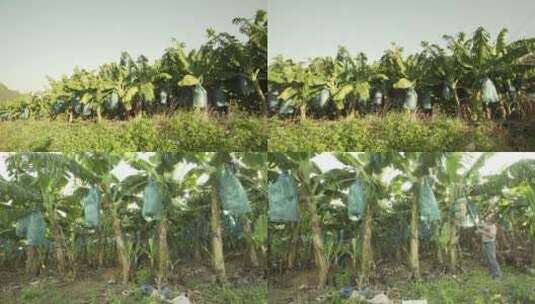 唯美香蕉基地果农采摘香蕉乡村振兴科技助农高清在线视频素材下载