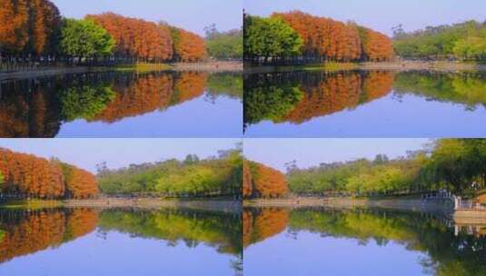 广州麓湖公园落羽杉红叶自然风光与宁静湖面高清在线视频素材下载
