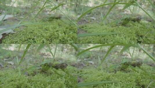 森林泥土苔藓蚂蚁在苔藓中爬微距高清在线视频素材下载