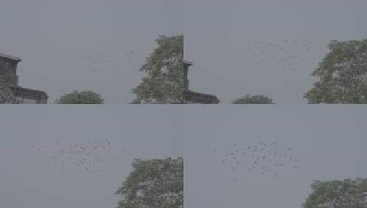 鸽子 飞翔的鸽子 log素材高清在线视频素材下载