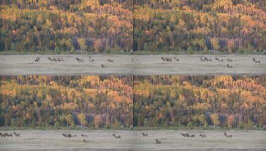 洛基山草原上的麋鹿群高清在线视频素材下载
