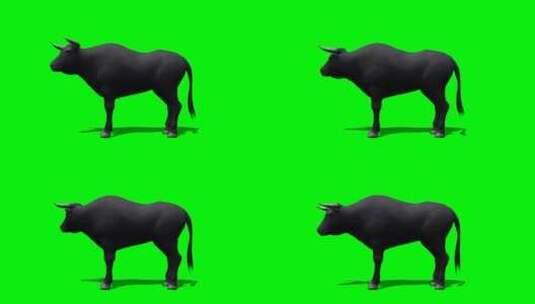 绿幕-动物-牛呆望高清在线视频素材下载