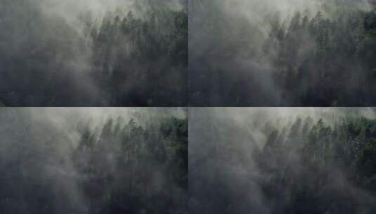 雾气弥漫的森林高清在线视频素材下载