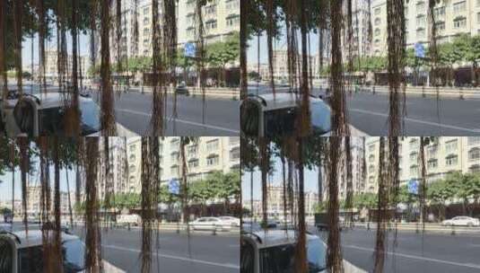福建地区街头的榕树高清在线视频素材下载