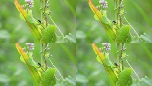 叶甲昆虫鞘翅目害虫高清在线视频素材下载