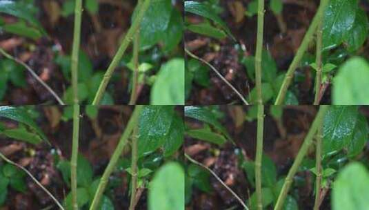 雨水滋润的草丛高清在线视频素材下载