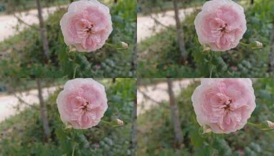 粉色小清新月季花花朵高清在线视频素材下载