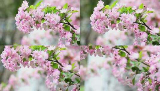 垂丝海棠、海棠、春、花 (10)高清在线视频素材下载