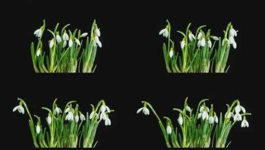 白色花朵绽放的延时拍摄高清在线视频素材下载