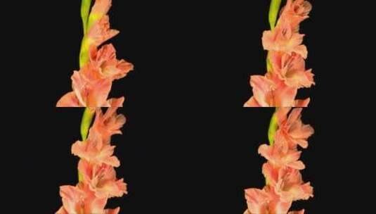粉红色的剑兰花盛开高清在线视频素材下载