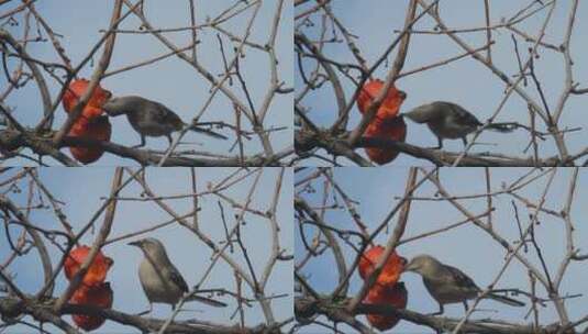 小鸟在枝头吃柿子高清在线视频素材下载