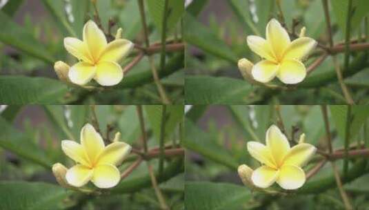 雨滴掉落在黄色花瓣上高清在线视频素材下载