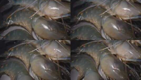 罗氏虾大头虾海鲜水产高清在线视频素材下载