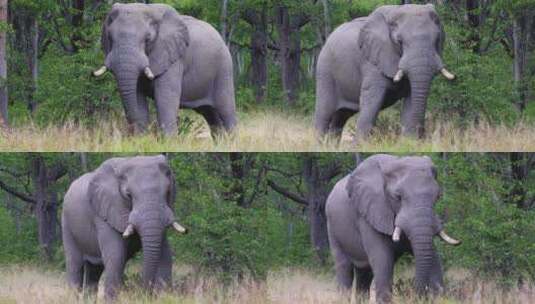 大象在草地上行走高清在线视频素材下载