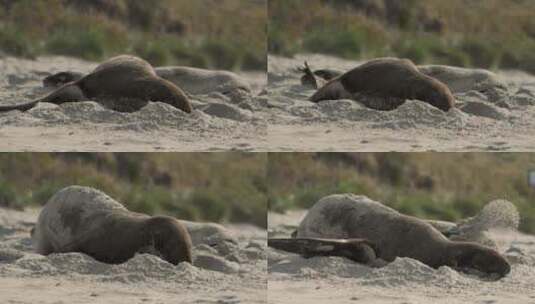 海狮在沙滩玩高清在线视频素材下载