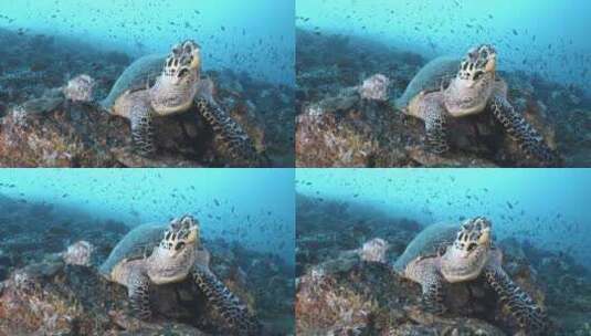 水下游泳的大海龟高清在线视频素材下载