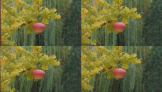 挂着红灯笼的金黄银杏树高清在线视频素材下载