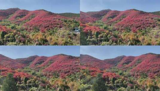 济南捎近村，秋天满山红叶成近郊游高清在线视频素材下载